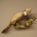 Stone Marten on a Branch, Taxidermy Display, Height 33 cm, Taxidermy Specimen 89.5.242