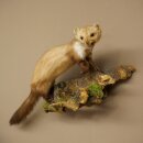 Stone Marten on a Branch, Taxidermy Display, Height 33 cm, Taxidermy Specimen 89.5.242