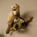 Stone Marten on a Branch, Taxidermy Display, Height 33 cm, Taxidermy Specimen 89.5.242