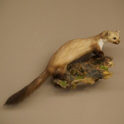 Stone Marten on a Branch, Taxidermy Display, Height 33 cm, Taxidermy Specimen 89.5.242