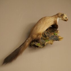 Stone Marten on a Branch, Taxidermy Display, Height 33 cm, Taxidermy Specimen 89.5.242
