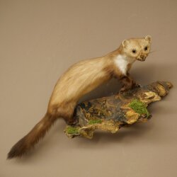 Stone Marten on a Branch, Taxidermy Display, Height 33 cm, Taxidermy Specimen 89.5.242