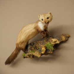 Stone Marten on a Branch, Taxidermy Display, Height 33 cm, Taxidermy Specimen 89.5.242