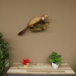 Stone Marten on a Branch, Taxidermy Display, Height 33 cm, Taxidermy Specimen 89.5.242