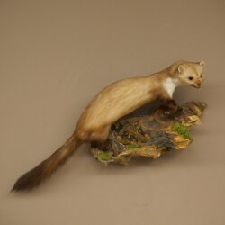 Stone Marten on a Branch, Taxidermy Display, Height 33 cm, Taxidermy Specimen 89.5.242