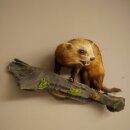 Taxidermie de putois, hauteur 28 cm, sur une branche,...