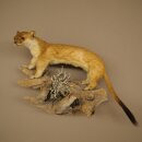 Hermelin Wiesel Sommer Fell Präparat Höhe 18 cm Tierpräparat 89.2.94