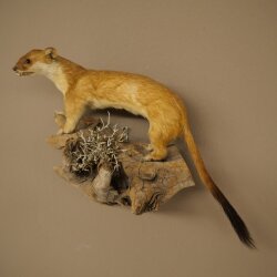 Hermelin Wiesel Sommer Fell Präparat Höhe 18 cm Tierpräparat 89.2.94