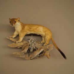 Hermelin Wiesel Sommer Fell Präparat Höhe 18 cm Tierpräparat 89.2.94