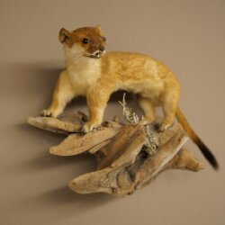 Hermelin Wiesel Sommer Fell Präparat Höhe 18 cm Tierpräparat 89.2.94