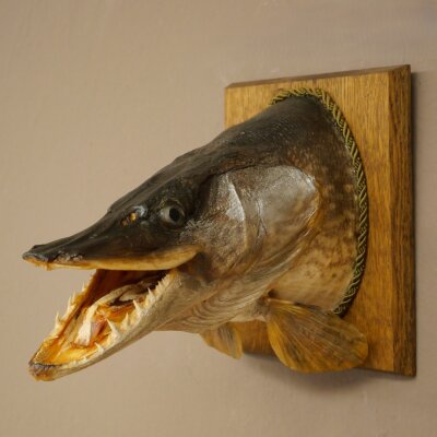 Pike head, mounted head, predatory fish, open mouth, shield 60.1.4.20