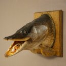 Pike head, mounted head, predatory fish, open mouth, shield 60.1.4.20
