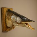 Pike head, mounted head, predatory fish, open mouth, shield 60.1.4.20