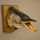 Pike head, mounted head, predatory fish, open mouth, shield 60.1.4.20