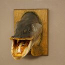 Pike head, mounted head, predatory fish, open mouth, shield 60.1.4.20