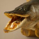 Pike head, mounted head, predatory fish, open mouth, shield 60.1.4.20