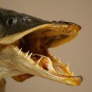 Pike head, mounted head, predatory fish, open mouth, shield 60.1.4.20