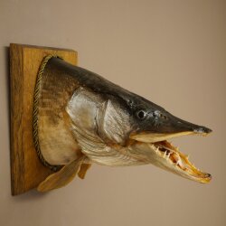 Pike head, mounted head, predatory fish, open mouth, shield 60.1.4.20