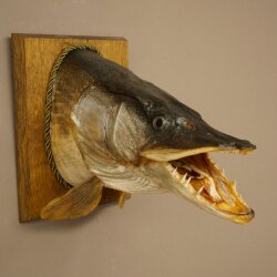 Pike head, mounted head, predatory fish, open mouth, shield 60.1.4.20
