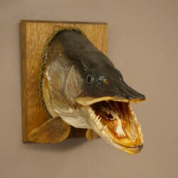 Pike head, mounted head, predatory fish, open mouth, shield 60.1.4.20