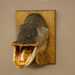 Pike head, mounted head, predatory fish, open mouth, shield 60.1.4.20