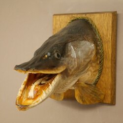 Pike head, mounted head, predatory fish, open mouth, shield 60.1.4.20
