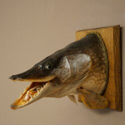 Pike head, mounted head, predatory fish, open mouth, shield 60.1.4.20
