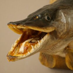 Pike head, mounted head, predatory fish, open mouth, shield 60.1.4.20
