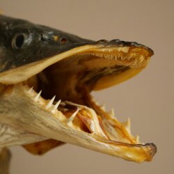Pike head, mounted head, predatory fish, open mouth, shield 60.1.4.20