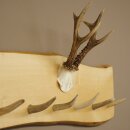 Geweih Garderobe mit 7 Hirschspitzen Haken auf Holzbrett 1x Rehgeweih Wandgarderobe Unikat 27.8.128