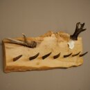 Geweih Garderobe mit 7 Hirschspitzen Haken auf Holzbrett 1x Rehgeweih + 1x Rehstange Wandgarderobe Unikat 27.8.129