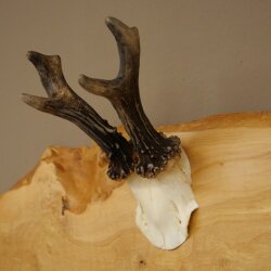 Geweih Garderobe mit 7 Hirschspitzen Haken auf Holzbrett 1x Rehgeweih + 1x Rehstange Wandgarderobe Unikat 27.8.129