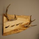 Geweih Garderobe mit 4 Hirschspitzen Haken auf Holzbrett 2x Weißwedelstangen Wandgarderobe Unikat 27.8.130
