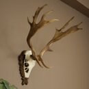 Bois de daim, hauteur 69 cm, bois de daim sculptés...
