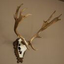 Damhirsch Geweih Höhe 69 cm Dam Hirsch Hirschgeweih geschnitztem Trophäenschild 72.550