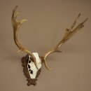 Damhirsch Geweih Höhe 69 cm Dam Hirsch Hirschgeweih geschnitztem Trophäenschild 72.550