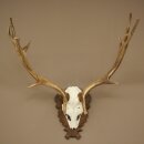 Damhirsch Geweih Höhe 69 cm Dam Hirsch Hirschgeweih geschnitztem Trophäenschild 72.550