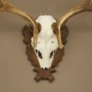 Damhirsch Geweih Höhe 69 cm Dam Hirsch Hirschgeweih geschnitztem Trophäenschild 72.550
