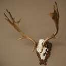 Damhirsch Geweih Höhe 69 cm Dam Hirsch Hirschgeweih geschnitztem Trophäenschild 72.550