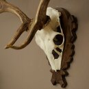 Damhirsch Geweih Höhe 69 cm Dam Hirsch Hirschgeweih geschnitztem Trophäenschild 72.550