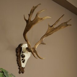 Damhirsch Geweih Höhe 69 cm Dam Hirsch Hirschgeweih geschnitztem Trophäenschild 72.550