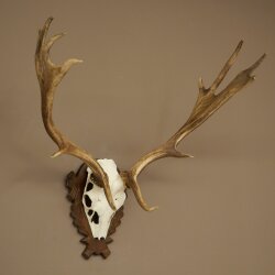 Damhirsch Geweih Höhe 69 cm Dam Hirsch Hirschgeweih geschnitztem Trophäenschild 72.550