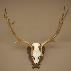 Damhirsch Geweih Höhe 69 cm Dam Hirsch Hirschgeweih geschnitztem Trophäenschild 72.550