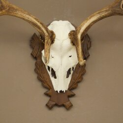 Damhirsch Geweih Höhe 69 cm Dam Hirsch Hirschgeweih geschnitztem Trophäenschild 72.550