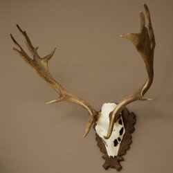 Damhirsch Geweih Höhe 69 cm Dam Hirsch Hirschgeweih geschnitztem Trophäenschild 72.550