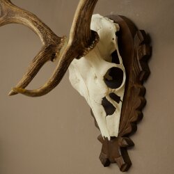 Damhirsch Geweih Höhe 69 cm Dam Hirsch Hirschgeweih geschnitztem Trophäenschild 72.550