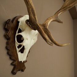 Damhirsch Geweih Höhe 69 cm Dam Hirsch Hirschgeweih geschnitztem Trophäenschild 72.550