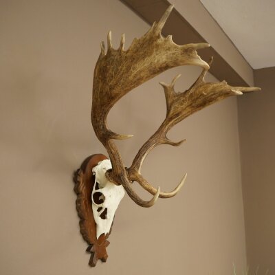 Hert, geweihoogte 76 cm, hert, hertengewei, gesneden trofeeschild 72.551