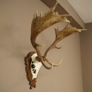 Hert, geweihoogte 76 cm, hert, hertengewei, gesneden trofeeschild 72.551