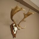 Hert, geweihoogte 76 cm, hert, hertengewei, gesneden trofeeschild 72.551